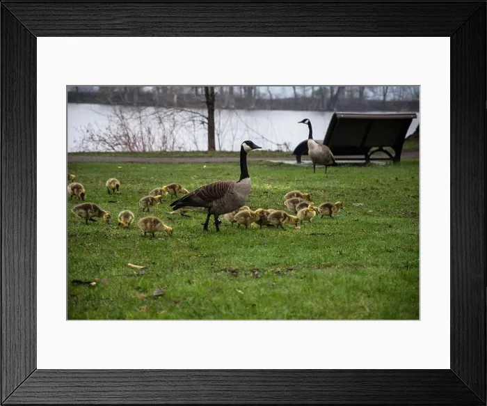 Framed Print : Canada geese with goslings at Rapids Park in LaSalle, Montreal, Quebec, Canada Framed Print : Canada geese with goslings at Rapids Park in LaSalle, Montreal, Quebec, Canada