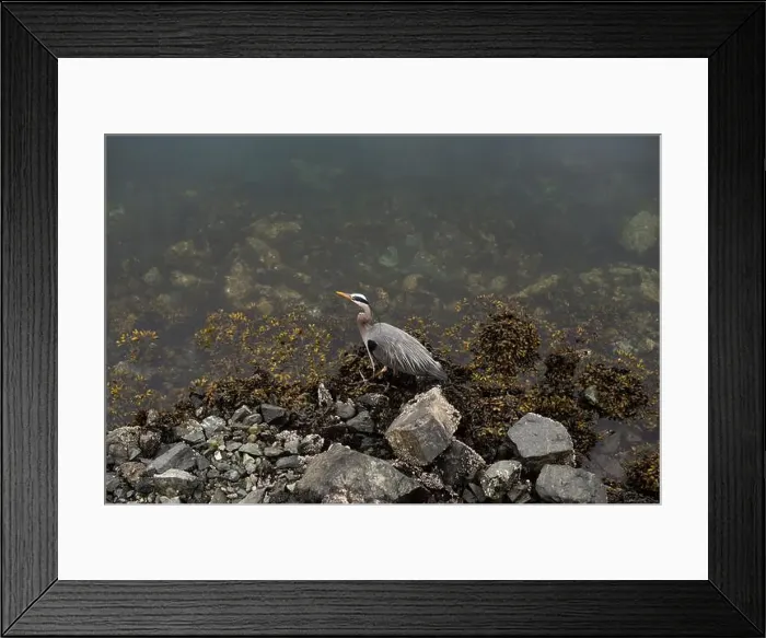 Framed Print : A great blue heron patiently waits for fish on the rocky shore Framed Print : A great blue heron patiently waits for fish on the rocky shore