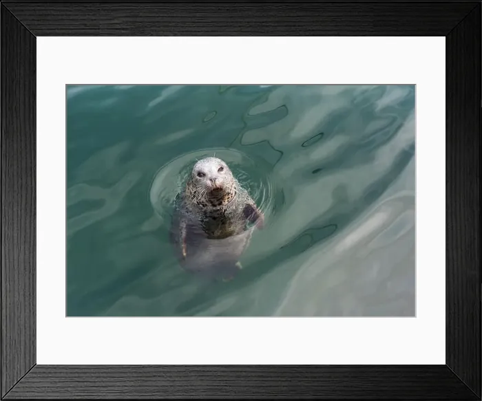 Framed Print : Curious gray harbour seal pops its head up out of the ocean Framed Print : Curious gray harbour seal pops its head up out of the ocean