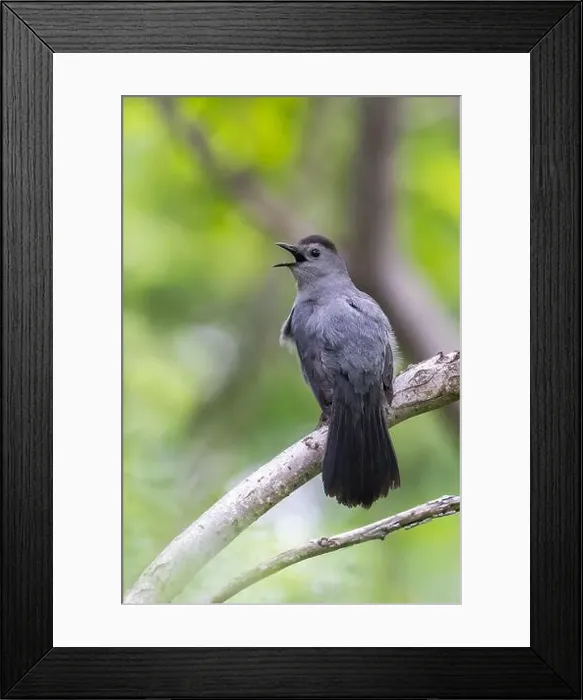 Framed Print : gray catbird singing in spring Framed Print : gray catbird singing in spring