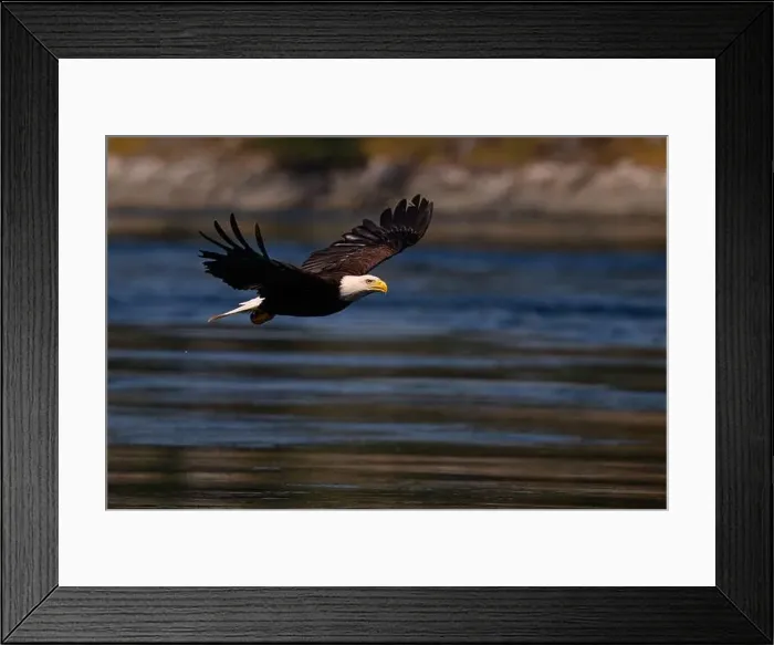 Framed Print : Bald Eagle fishing for Hake in Campbell River, Vancouver Island Framed Print : Bald Eagle fishing for Hake in Campbell River, Vancouver Island