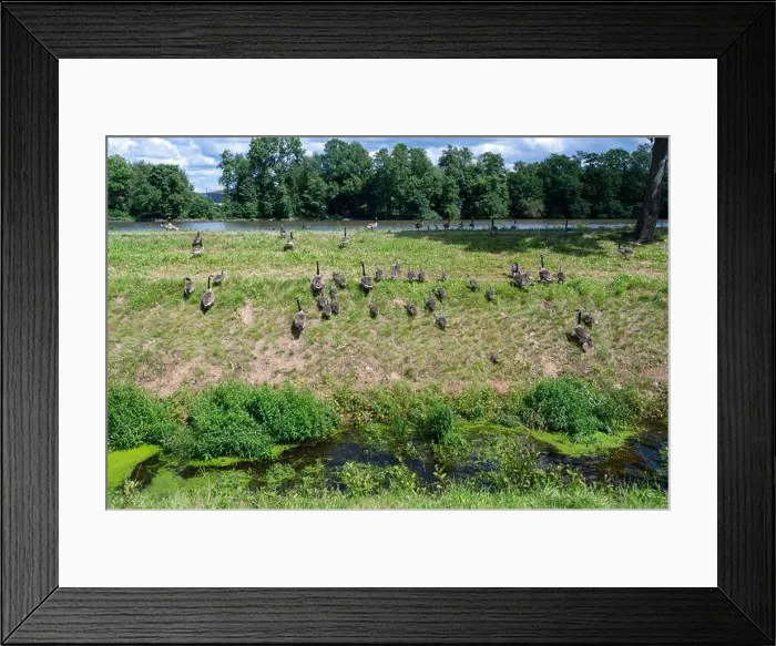 Framed Print : Some Canada geese ( Branta canadensis ) and their chicks run up a slope in a meadow on the river bank Framed Print : Some Canada geese ( Branta canadensis ) and their chicks run up a slope in a meadow on the river bank