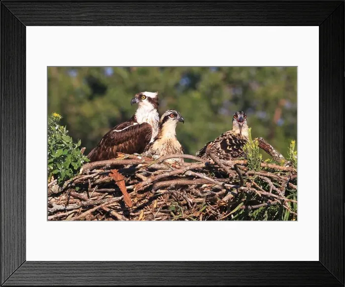 Framed Print : Osprey family into the nest, Quebec, Canada
