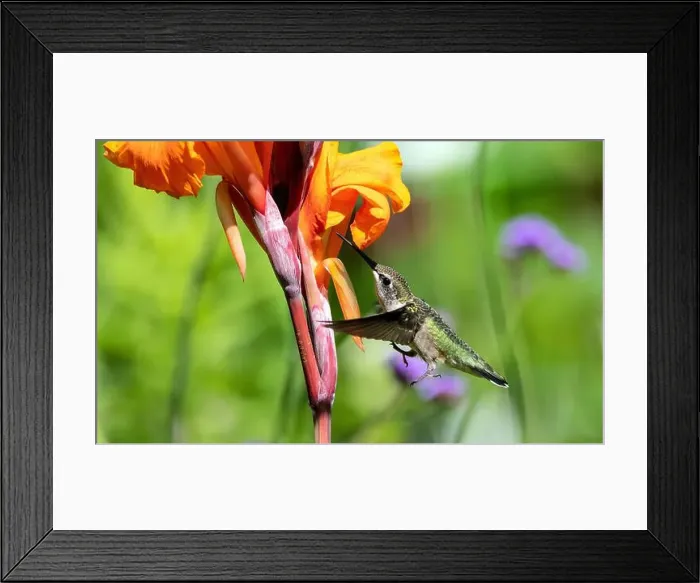 Framed Print : Closeup of a Ruby-throated Hummingbird in flight and feeding on nectar from an orange Cana Lily, Quebec, Canada Framed Print : Closeup of a Ruby-throated Hummingbird in flight and feeding on nectar from an orange Cana Lily, Quebec, Canada