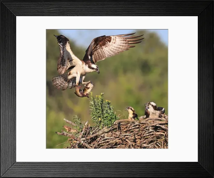 Framed Print : Osprey family into the nest, the male is landing with a fish, Canada Framed Print : Osprey family into the nest, the male is landing with a fish, Canada