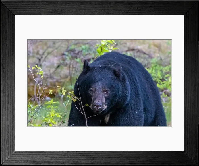 Framed Print : American Black Bear in Springtime in Jasper National Park Alberta, Canada Framed Print : American Black Bear in Springtime in Jasper National Park Alberta, Canada