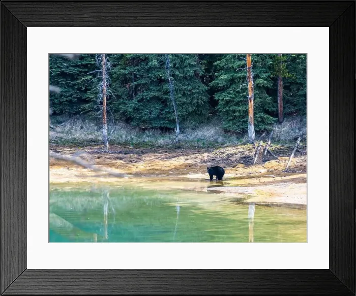 Framed Print : American Black Bear in Springtime in Jasper National Park Alberta, Canada Framed Print : American Black Bear in Springtime in Jasper National Park Alberta, Canada