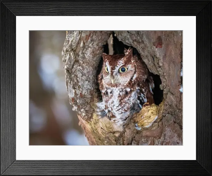Framed Print : Western Screech Owl looking out of a tree hole Framed Print : Western Screech Owl looking out of a tree hole