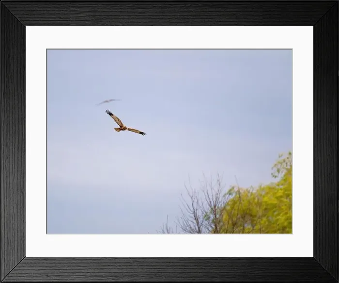 Framed Print : Osprey flying in the sky Framed Print : Osprey flying in the sky