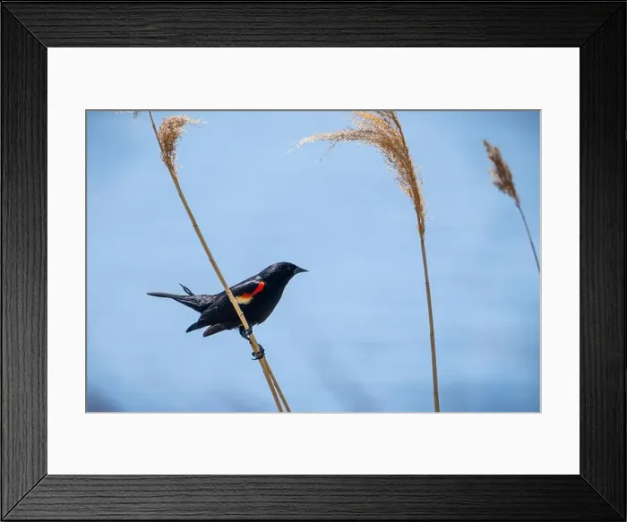 Framed Print : A male red winged blackbird perched in a marsh Framed Print : A male red winged blackbird perched in a marsh