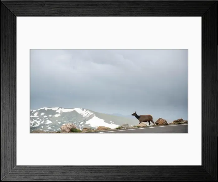 Framed Print : The big deer standing at footpath of the road at Rocky mountain national park, Colorado Framed Print : The big deer standing at footpath of the road at Rocky mountain national park, Colorado