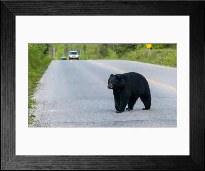 Framed Print : American Black Bear in Springtime in Jasper National Park Alberta, Canada Framed Print : American Black Bear in Springtime in Jasper National Park Alberta, Canada