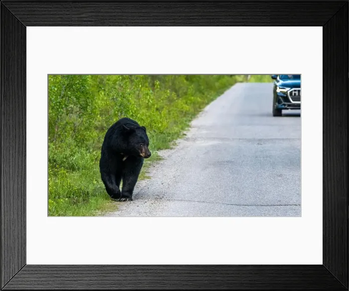 Framed Print : American Black Bear in Springtime in Jasper National Park Alberta, Canada Framed Print : American Black Bear in Springtime in Jasper National Park Alberta, Canada