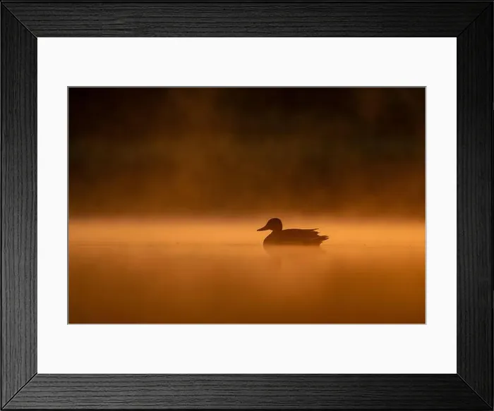 Framed Print : Wild duck floating on the water at sunset, beautiful orange color scenery Framed Print : Wild duck floating on the water at sunset, beautiful orange color scenery