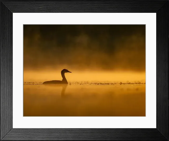 Framed Print : Common moorhen floating on the water at sunset, beautiful orange color scenery Framed Print : Common moorhen floating on the water at sunset, beautiful orange color scenery