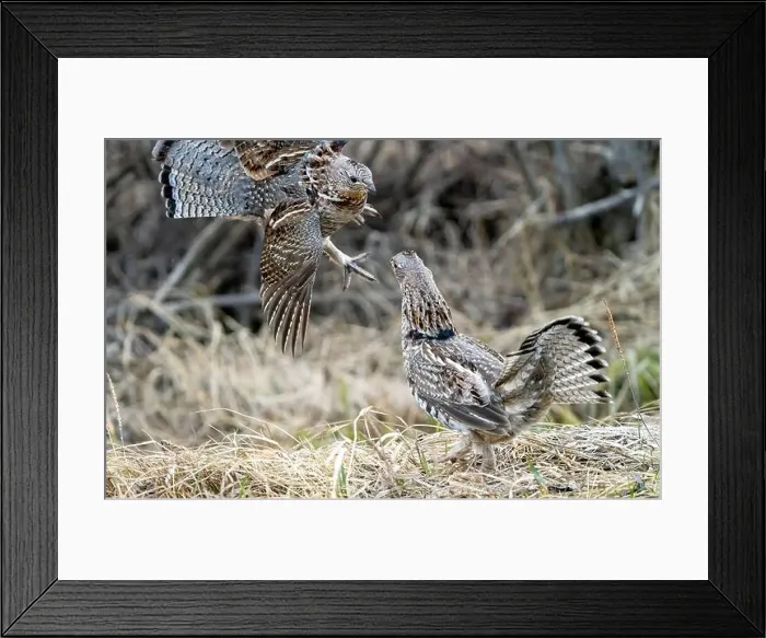 Framed Print : Ruffed Grouse Saskatchewan Framed Print : Ruffed Grouse Saskatchewan