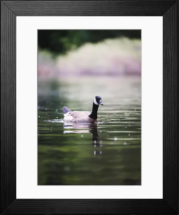 Framed Print : A solitary Canada Goose effortlessly gliding across a calm lake with a peaceful and natural backdrop Framed Print : A solitary Canada Goose effortlessly gliding across a calm lake with a peaceful and natural backdrop