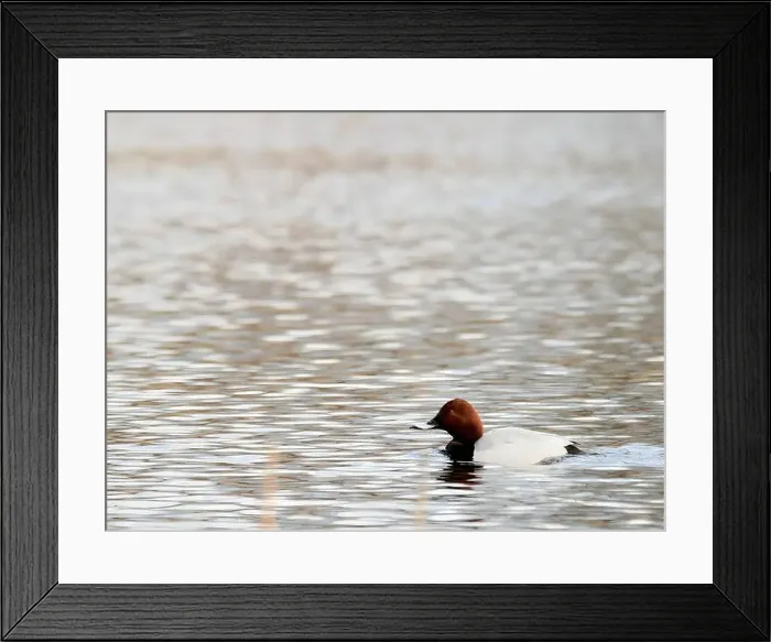 Framed Print : Common Pochard on the Water Framed Print : Common Pochard on the Water
