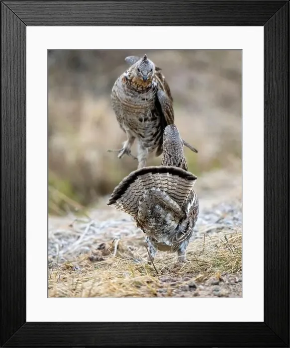 Framed Print : Ruffed Grouse Saskatchewan Framed Print : Ruffed Grouse Saskatchewan
