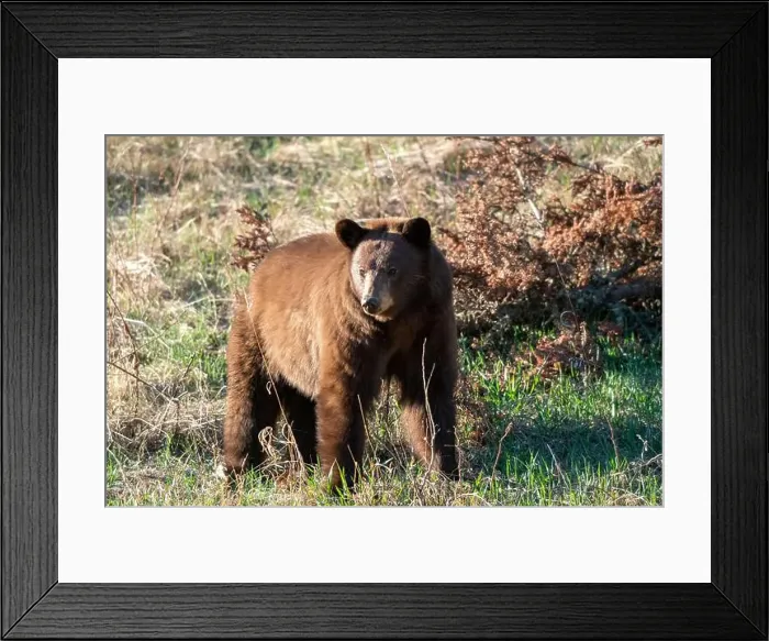 Framed Print : Cinnamon Black Bear Framed Print : Cinnamon Black Bear