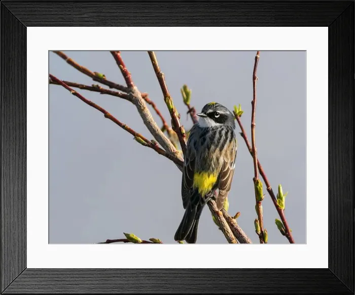 Framed Print : Yellow-rumped Warbler in Alaska Framed Print : Yellow-rumped Warbler in Alaska