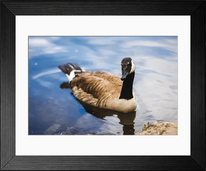 Framed Print : A close-up photograph of a Canada Goose swimming serenely in a calm, blue lake. Ideal for nature and wildlife themes Framed Print : A close-up photograph of a Canada Goose swimming serenely in a calm, blue lake. Ideal for nature and wildlife themes