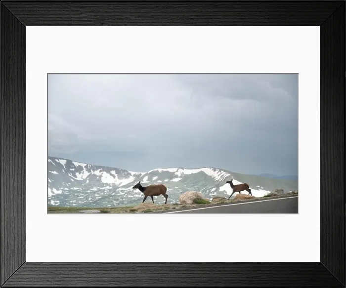 Framed Print : Two deers are crossing the road at Rocky mountain national park, Colorado Framed Print : Two deers are crossing the road at Rocky mountain national park, Colorado