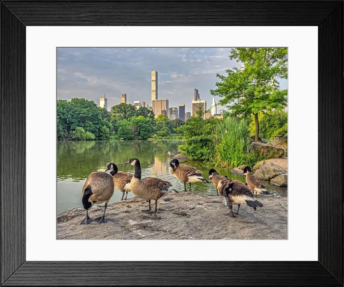 Framed Print : At he lake in Central Park, New York City, Manhattan Framed Print : At he lake in Central Park, New York City, Manhattan