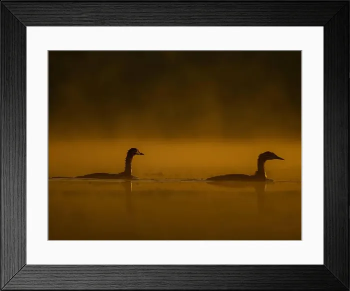 Framed Print : Two ducks floating on the water at sunset, beautiful orange color scenery Framed Print : Two ducks floating on the water at sunset, beautiful orange color scenery