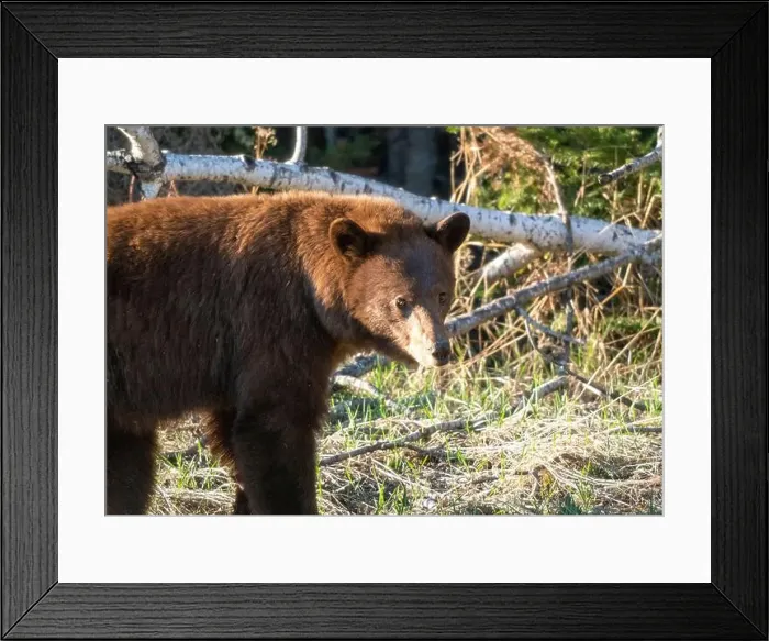 Framed Print : Cinnamon Black Bear Framed Print : Cinnamon Black Bear