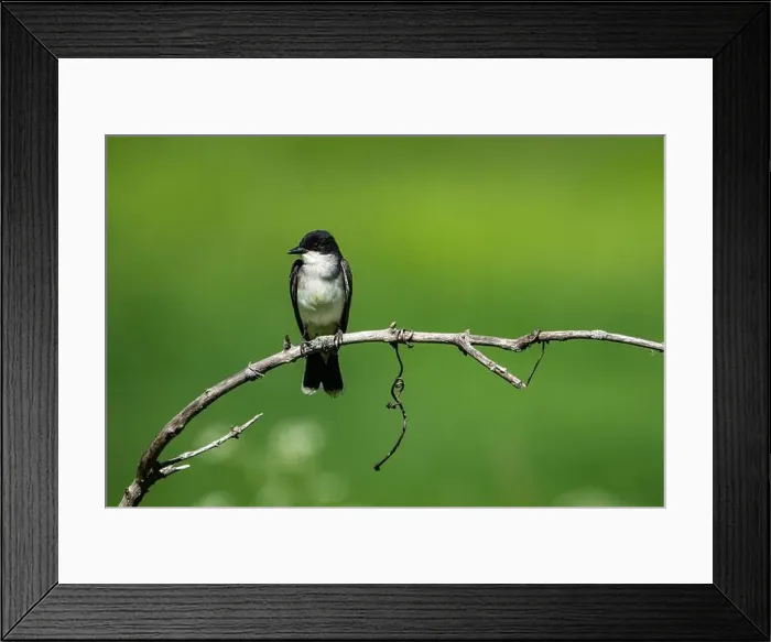 Framed Print : Eastern Kingbird perched on a branch on the lookout for insects Framed Print : Eastern Kingbird perched on a branch on the lookout for insects