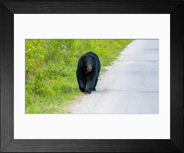 Framed Print : American Black Bear in Springtime in Jasper National Park Alberta, Canada Framed Print : American Black Bear in Springtime in Jasper National Park Alberta, Canada