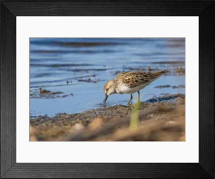 Framed Print : A Semipalmated Sandpiper foraging at the water's edge Framed Print : A Semipalmated Sandpiper foraging at the water's edge