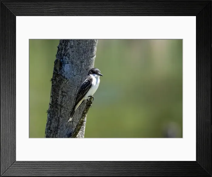 Framed Print : Closeup of Eastern Kingbird perching on a tree stump in a marsh Quebec, Canada Framed Print : Closeup of Eastern Kingbird perching on a tree stump in a marsh Quebec, Canada