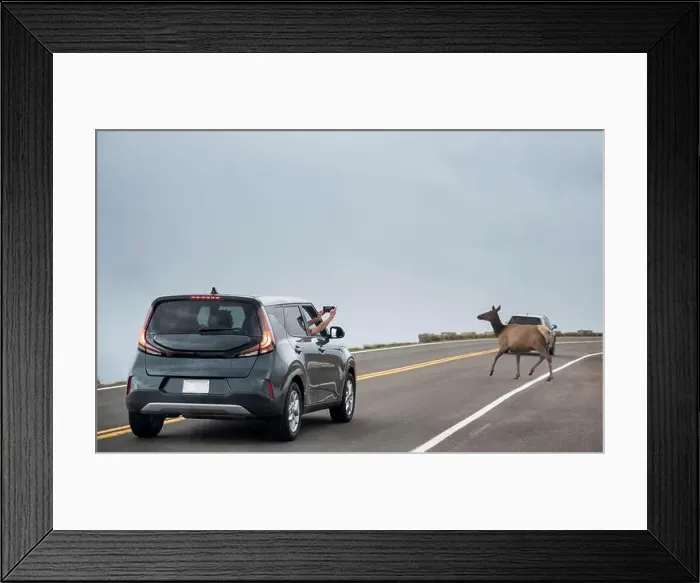 Framed Print : The car of travelers taking photo with the deer while it crossing the road at Rocky mountain national park, Colorado Framed Print : The car of travelers taking photo with the deer while it crossing the road at Rocky mountain national park, Colorado
