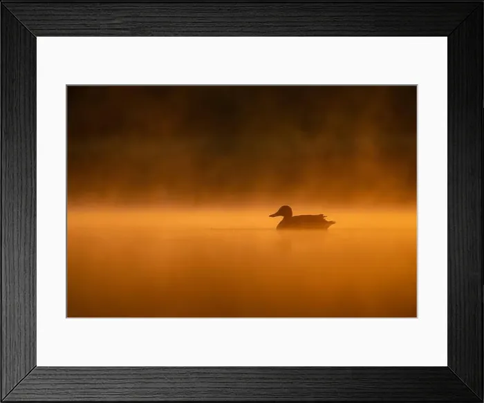 Framed Print : Wild duck floating on the water at sunset, beautiful orange color scenery Framed Print : Wild duck floating on the water at sunset, beautiful orange color scenery