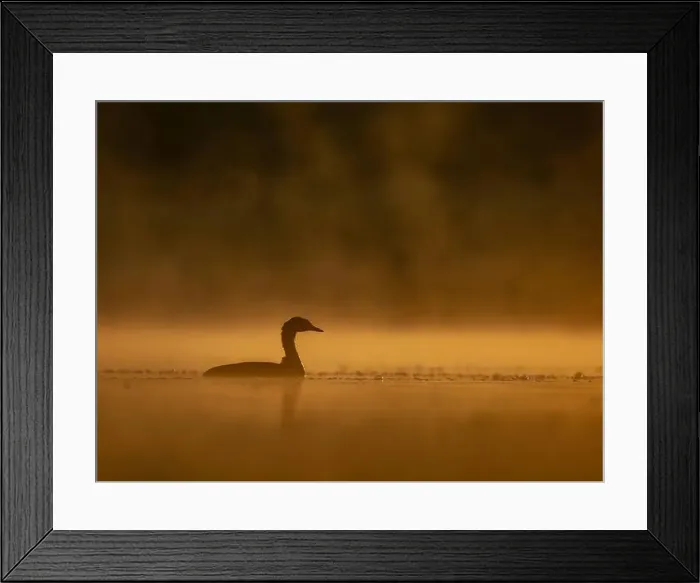 Framed Print : Common moorhen floating on the water at sunset, beautiful orange color scenery Framed Print : Common moorhen floating on the water at sunset, beautiful orange color scenery