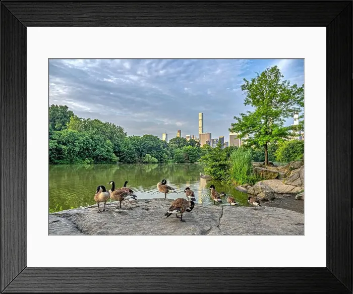 Framed Print : At he lake in Central Park, New York City, Manhattan Framed Print : At he lake in Central Park, New York City, Manhattan