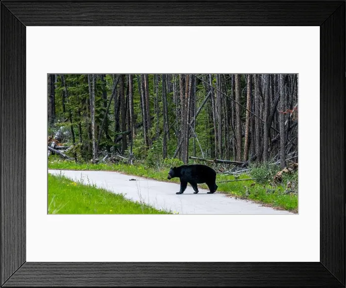 Framed Print : American Black Bear in Springtime in Jasper National Park Alberta, Canada Framed Print : American Black Bear in Springtime in Jasper National Park Alberta, Canada