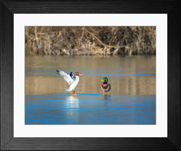 Framed Print : Eastern North American bird Common Merganser Framed Print : Eastern North American bird Common Merganser