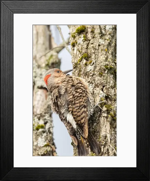 Framed Print : Closeup female yellow-shafted Northern Flicker in a forest in Ontario Framed Print : Closeup female yellow-shafted Northern Flicker in a forest in Ontario