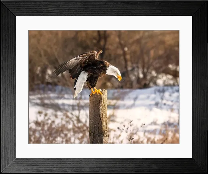 Framed Print : A bald eagle perches on a dead tree in Southern Ontario, Canada Framed Print : A bald eagle perches on a dead tree in Southern Ontario, Canada
