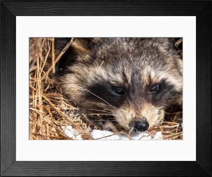 Framed Print : Close Up Racoon Framed Print : Close Up Racoon