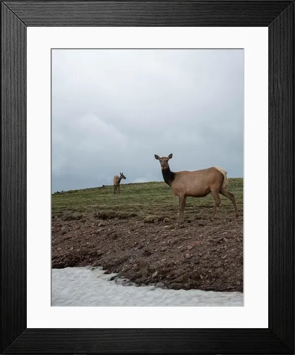 Framed Print : Two deers are standing and looking to camera at the slope mountain on the Rocky mountain national park, Colorado Framed Print : Two deers are standing and looking to camera at the slope mountain on the Rocky mountain national park, Colorado