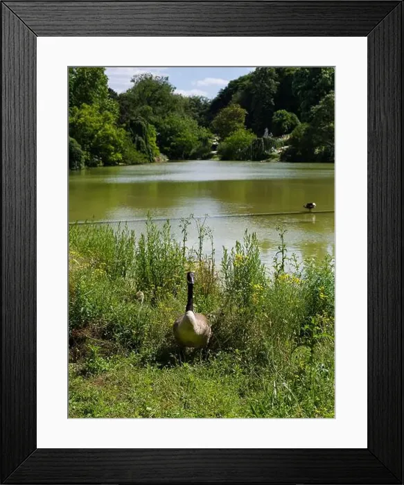 Framed Print : A goose with her gosling in a park on a sunny day