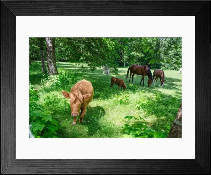 Framed Print : Horses and cows grazing in a ranch Framed Print : Horses and cows grazing in a ranch