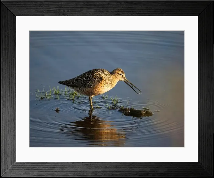 Framed Print : Long-billed Dowitcher During Spring in Fairbanks, Alaska Framed Print : Long-billed Dowitcher During Spring in Fairbanks, Alaska