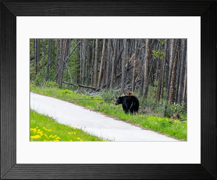 Framed Print : American Black Bear in Springtime in Jasper National Park Alberta, Canada Framed Print : American Black Bear in Springtime in Jasper National Park Alberta, Canada