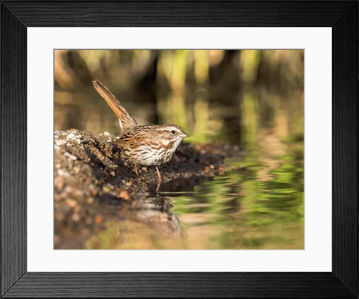 Framed Print : A Song Sparrow pauses before drinking Framed Print : A Song Sparrow pauses before drinking