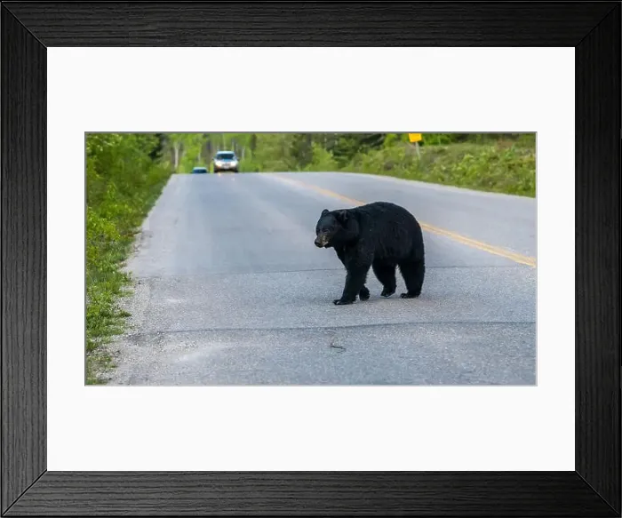 Framed Print : American Black Bear in Springtime in Jasper National Park Alberta, Canada Framed Print : American Black Bear in Springtime in Jasper National Park Alberta, Canada